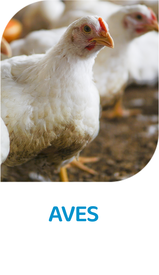 Aves