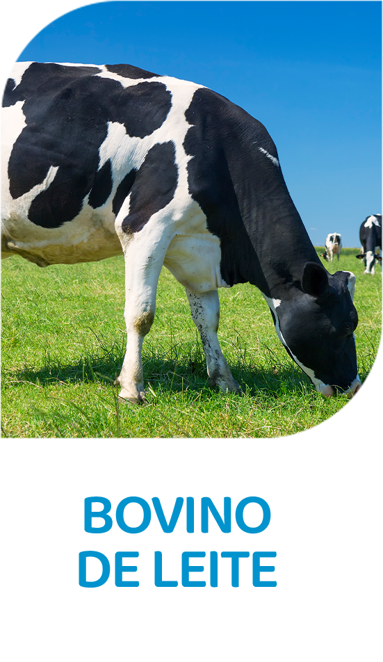 Bovino de LEITE