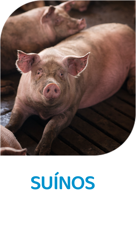 suínos